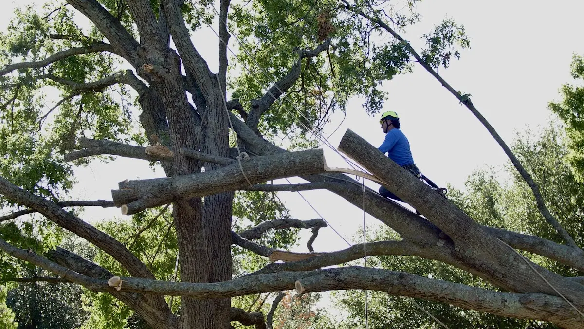 Professional Crown Thinning performed by certified arborists in Weatherford