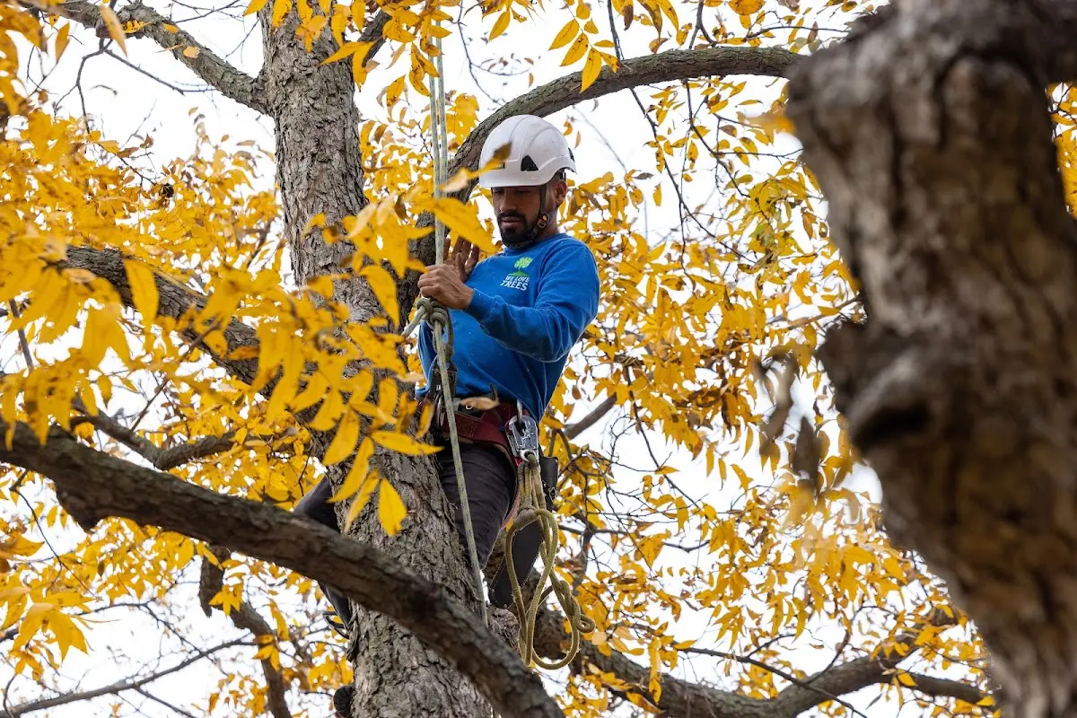 Skilled Tree Pruning crew working in Weatherford