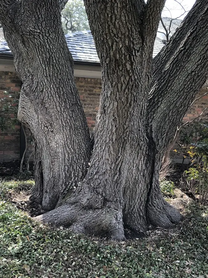 Mature heritage tree close to a Weatherford property cared for by certified arborists